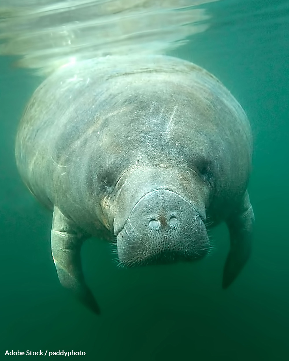 Manatees are kept at the Grandview Mall Aquarium.