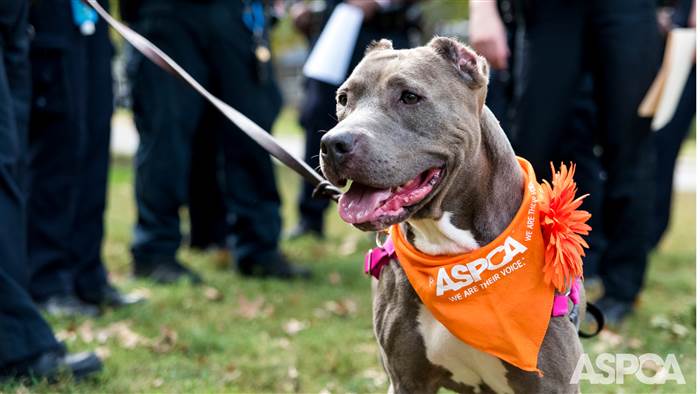 ASPCA
