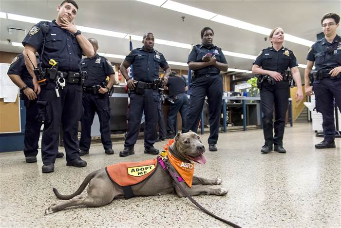 ASPCA