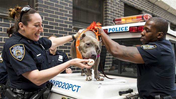 ASPCA