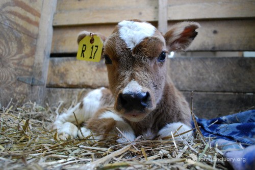 Farm Sanctuary