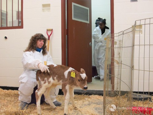 Farm Sanctuary
