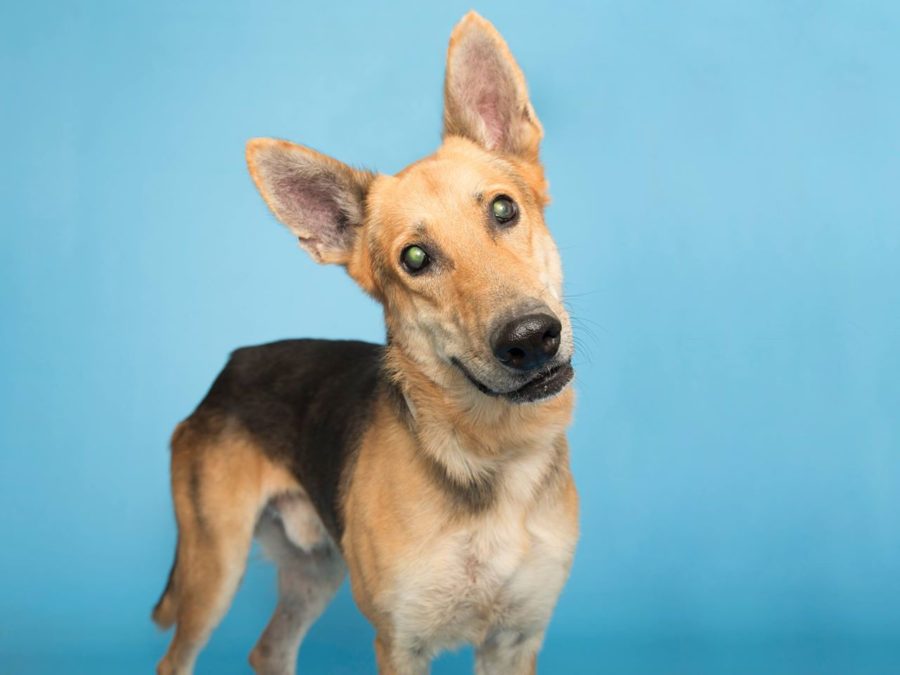AZ Humane Society