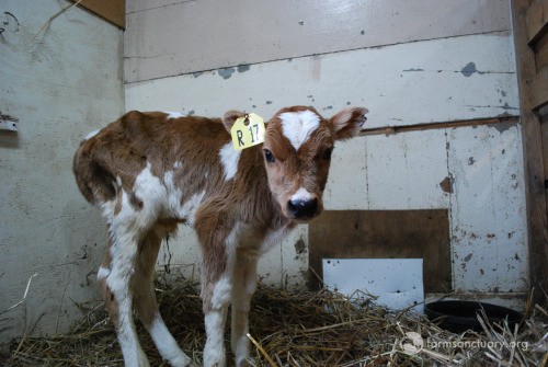 Farm Sanctuary