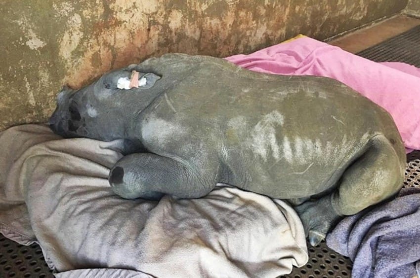 The Rhino Orphanage