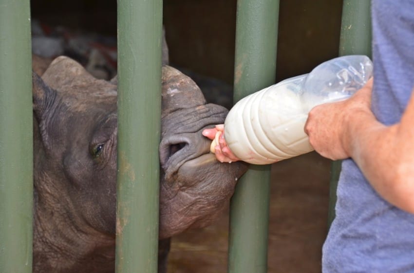 The Rhino Orphanage