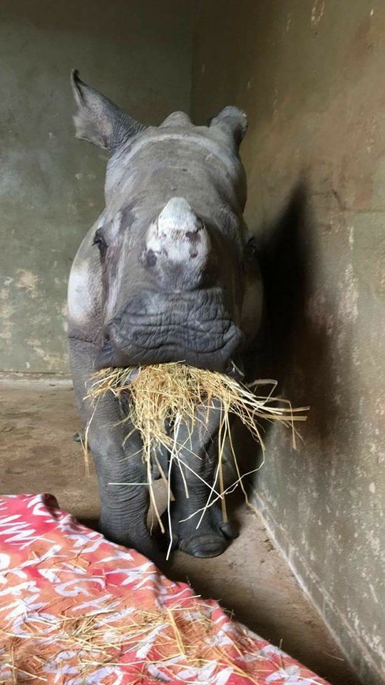 The Rhino Orphanage