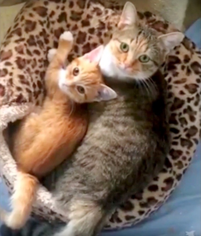 Cat Adoption and Rescue Efforts