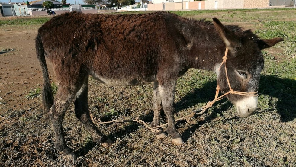 Easy Horse Care Rescue Center