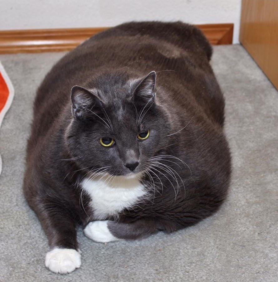 Sheila @love2foster