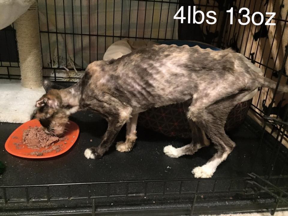 Saving Raggedy Ann- A Foster Story