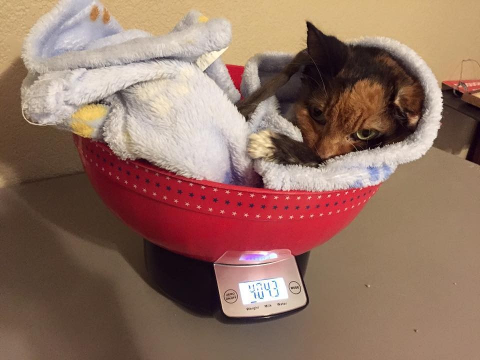 Saving Raggedy Ann- A Foster Story