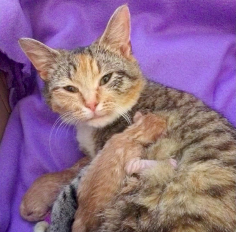 Cat Adoption and Rescue Efforts