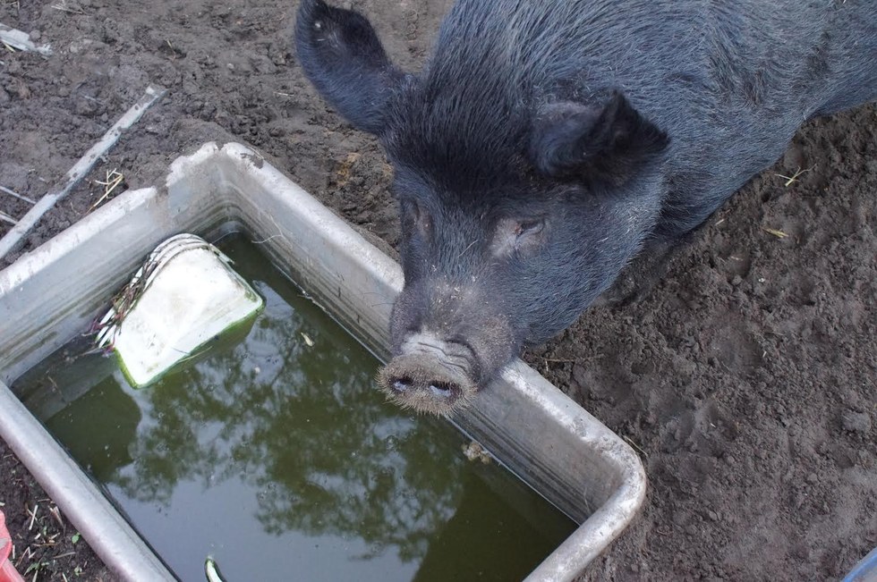 Where Pigs Fly