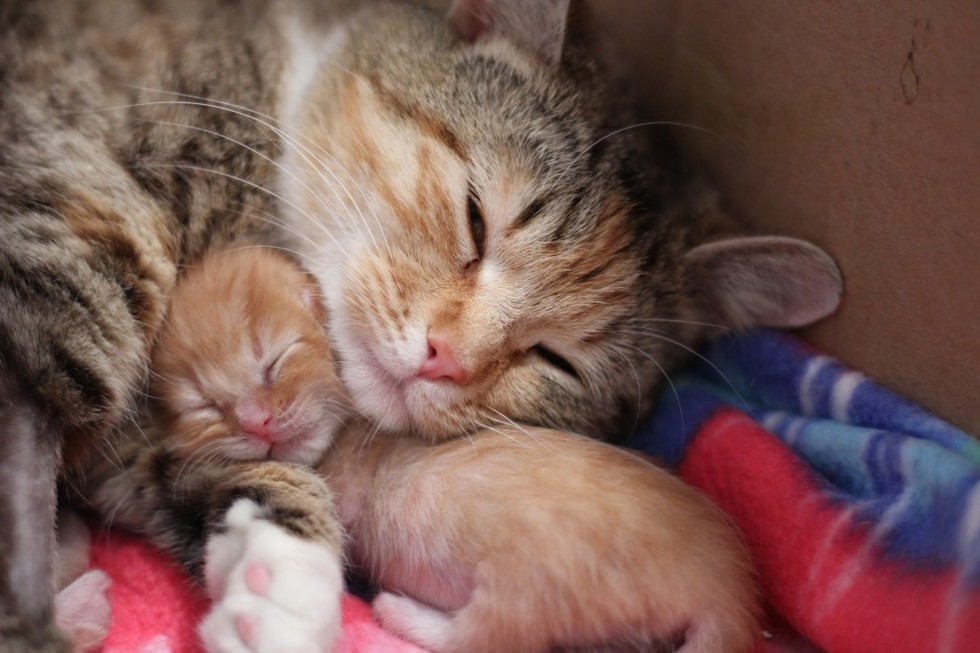 Cat Adoption and Rescue Efforts
