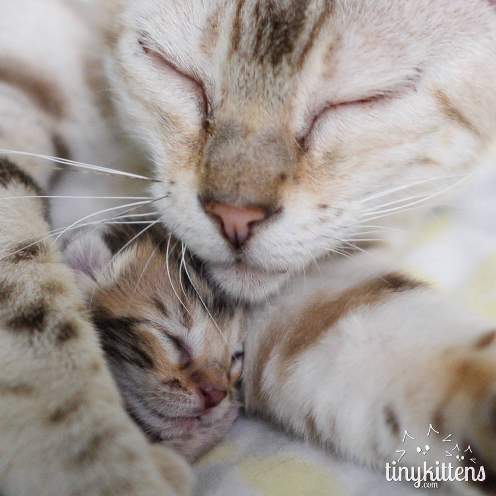 TinyKittens