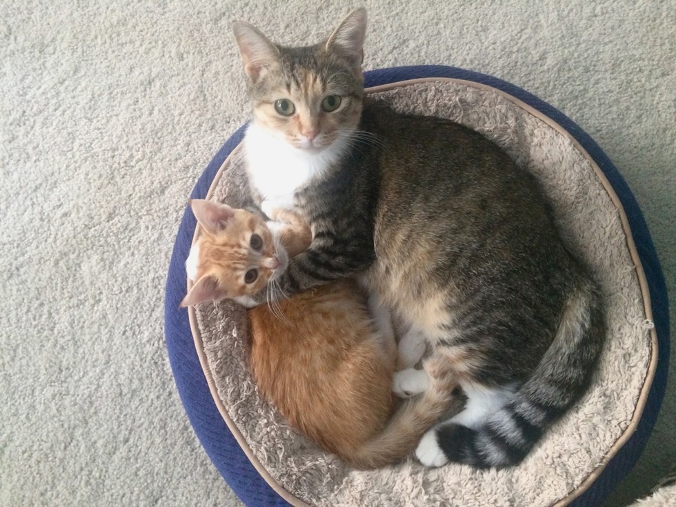 Cat Adoption and Rescue Efforts