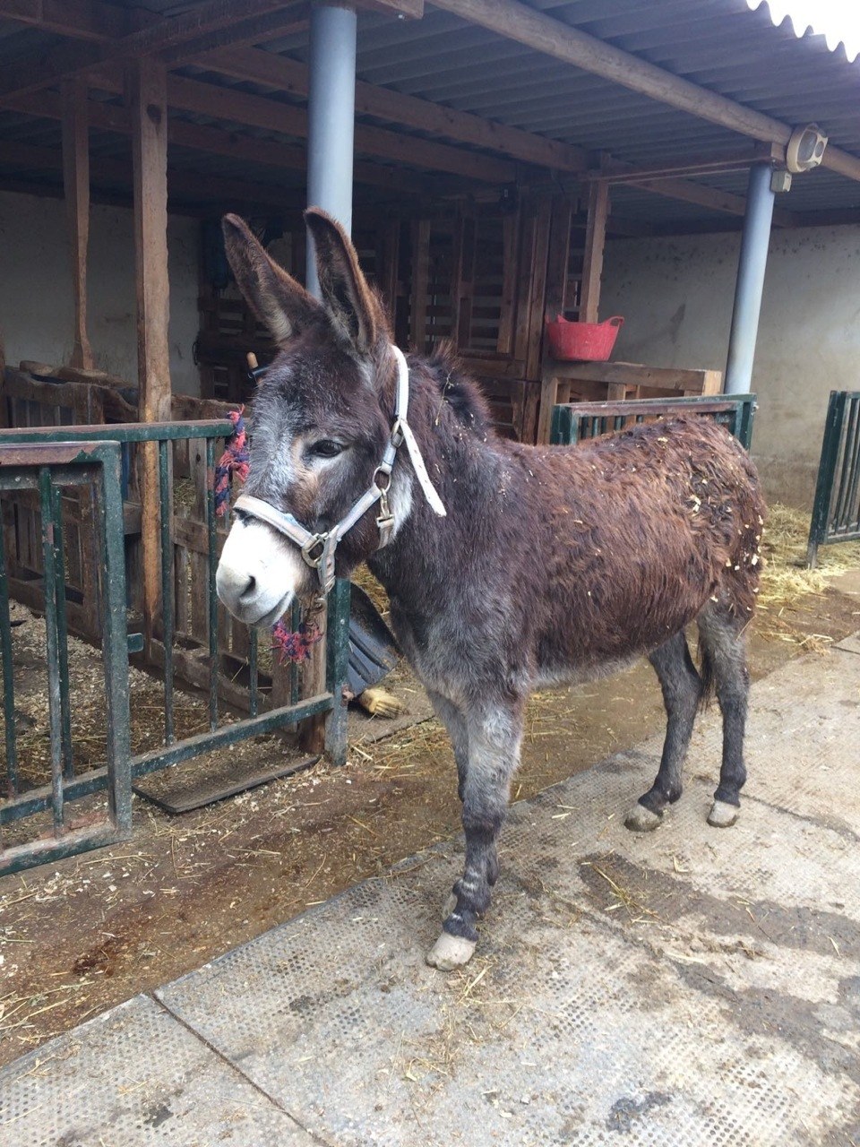 Easy Horse Care Rescue Center