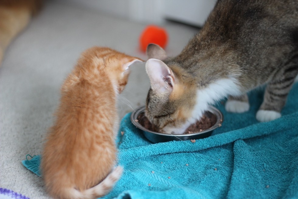 Cat Adoption and Rescue Efforts