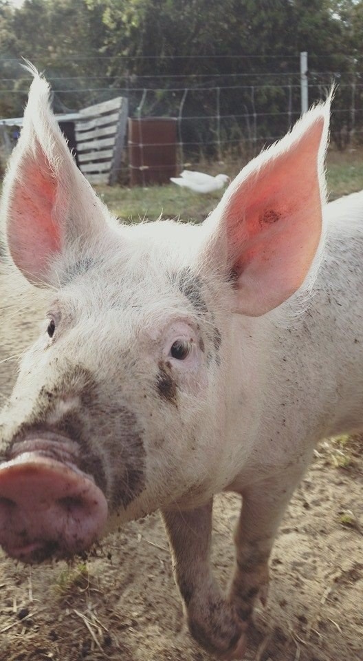 Greener Pastures Sanctuary