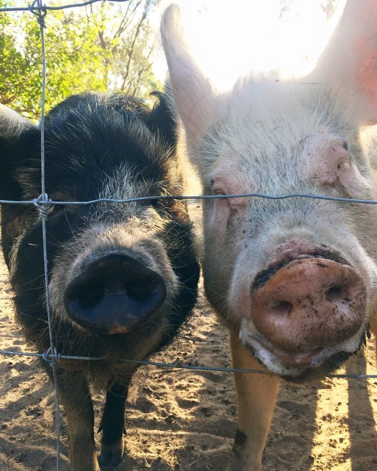 Greener Pastures Sanctuary