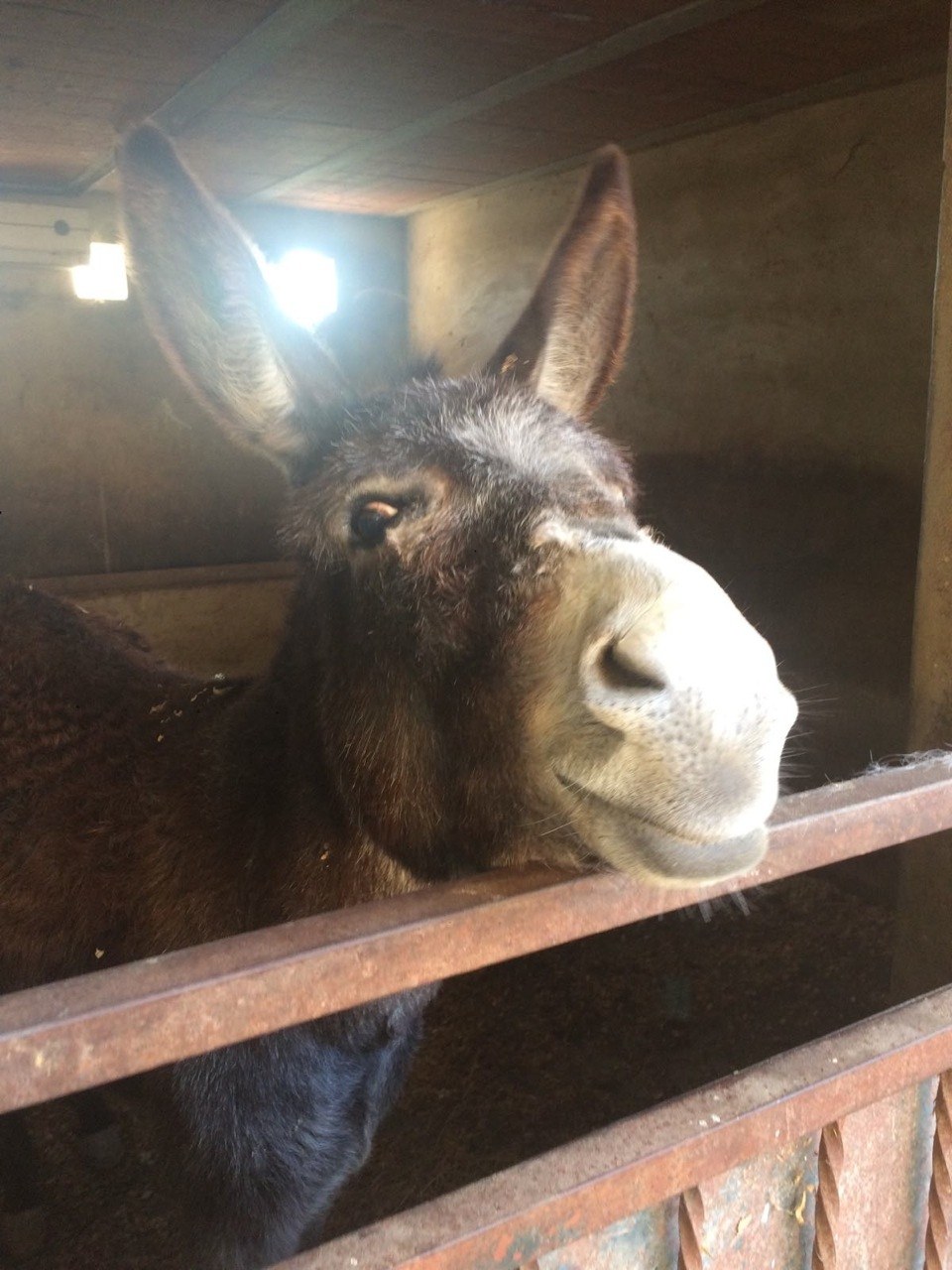 Easy Horse Care Rescue Center