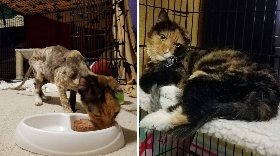 Saving Raggedy Ann- A Foster Story