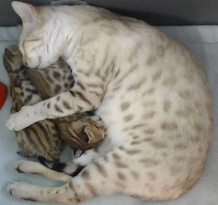 TinyKittens