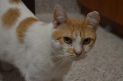 Forsyth Humane Society