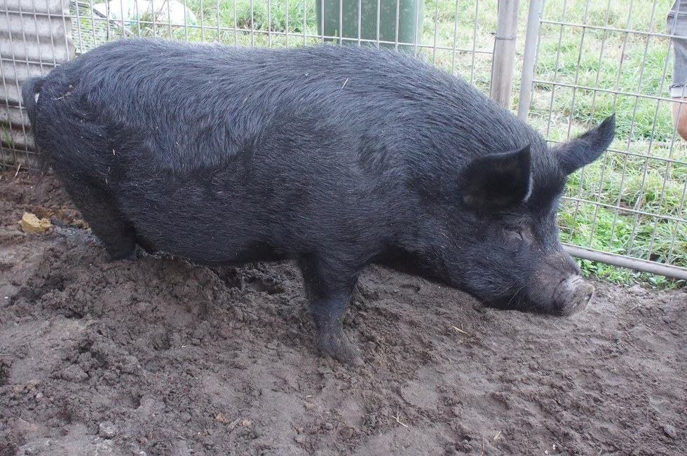 Where Pigs Fly