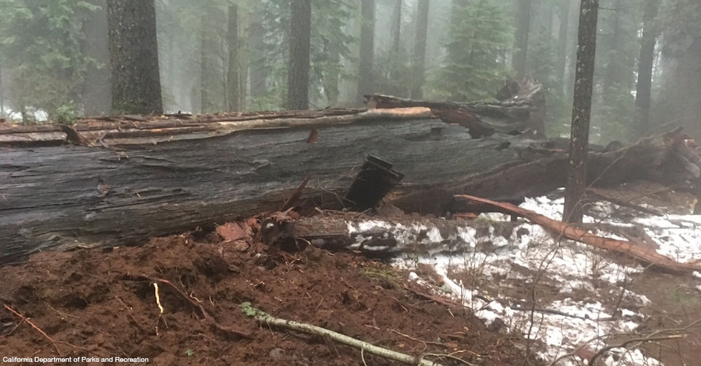 Collapsed Pioneer Cabin Tree (2) -- 20170109 -- California State Parks copy