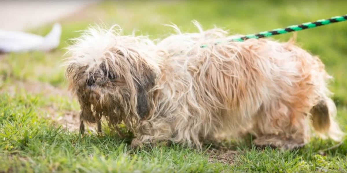 SICSA Pet Adoption Center