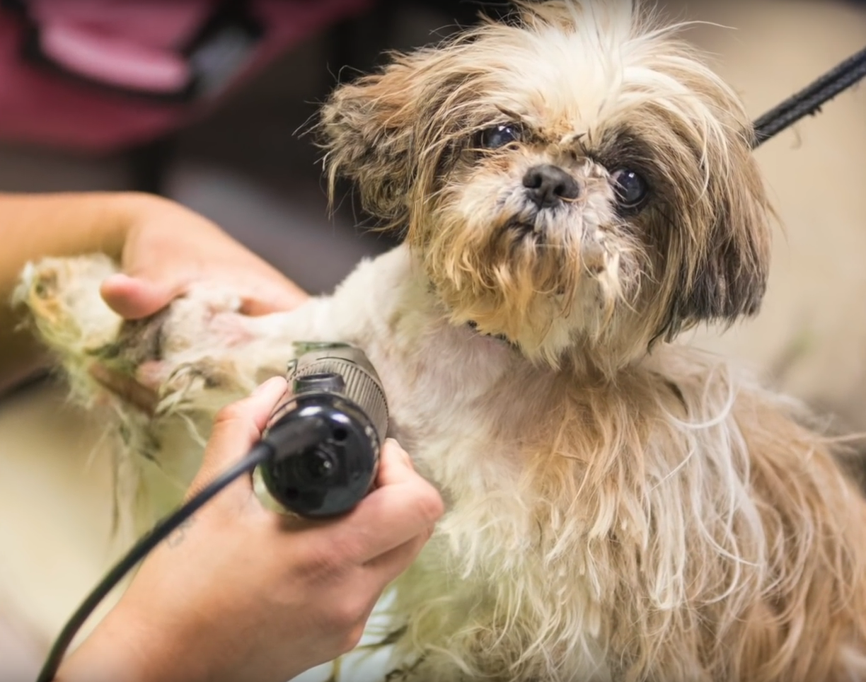 SICSA Pet Adoption Center