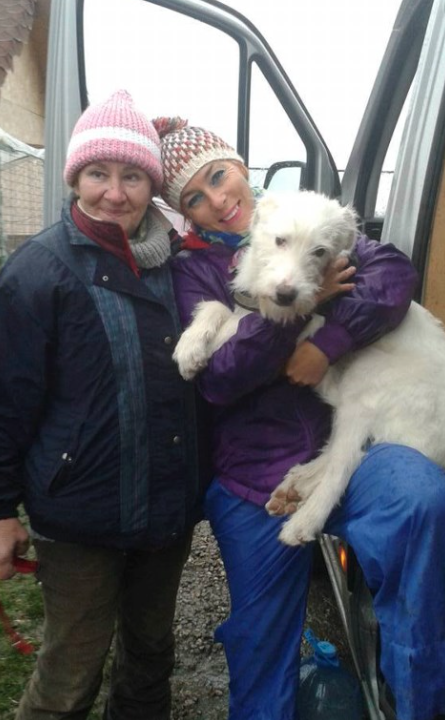 Amicii Dog Rescue