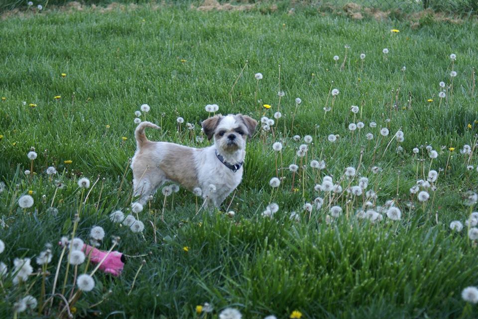 SICSA Pet Adoption Center