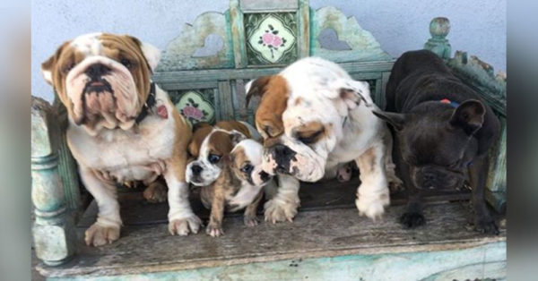 Source: Instagram/Roadogs