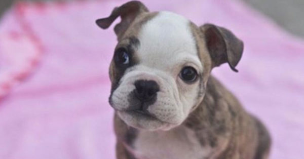 Source: Instagram/roadogs