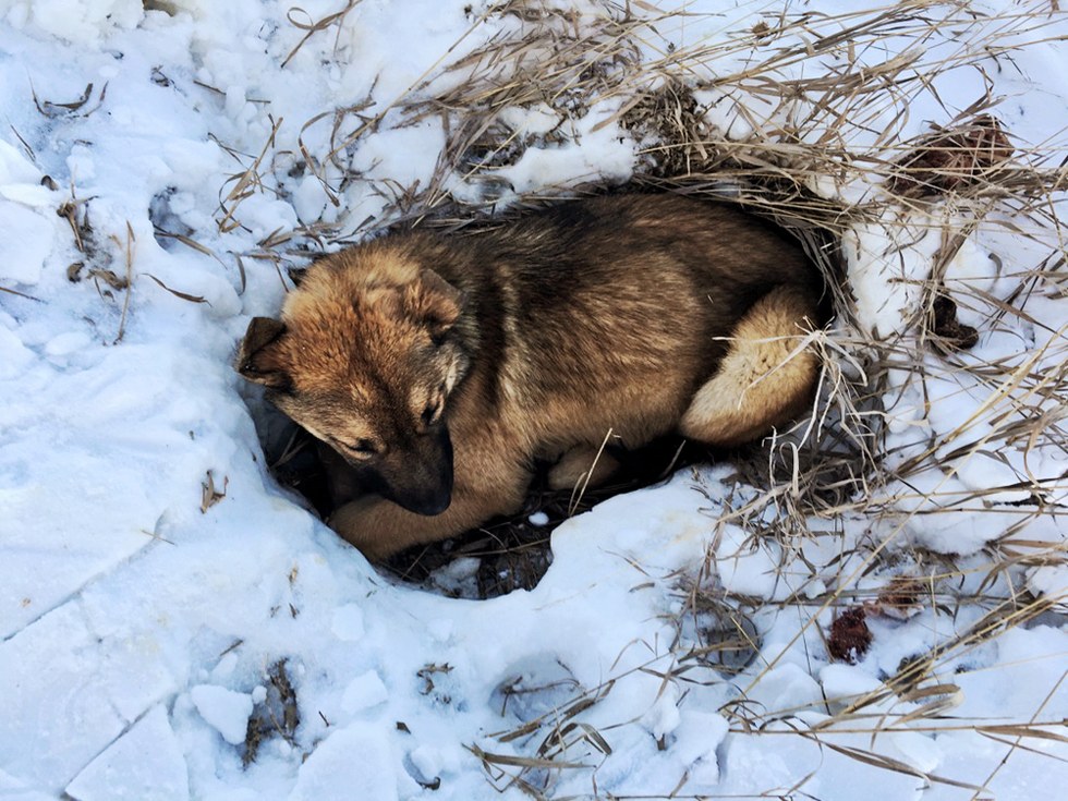 Alberta Animal Rescue Crew Society
