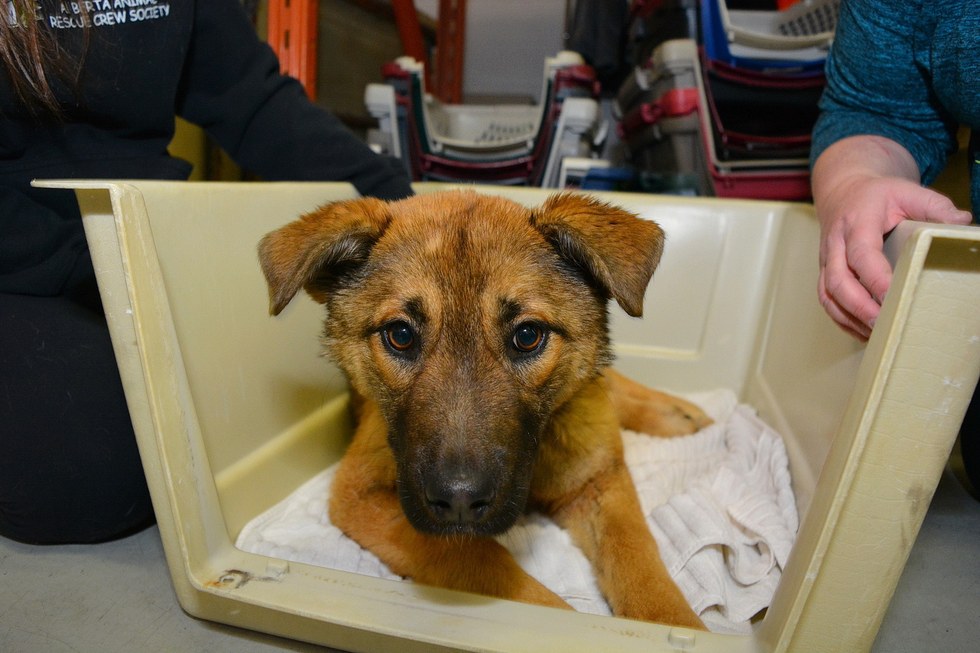 Alberta Animal Rescue Crew Society