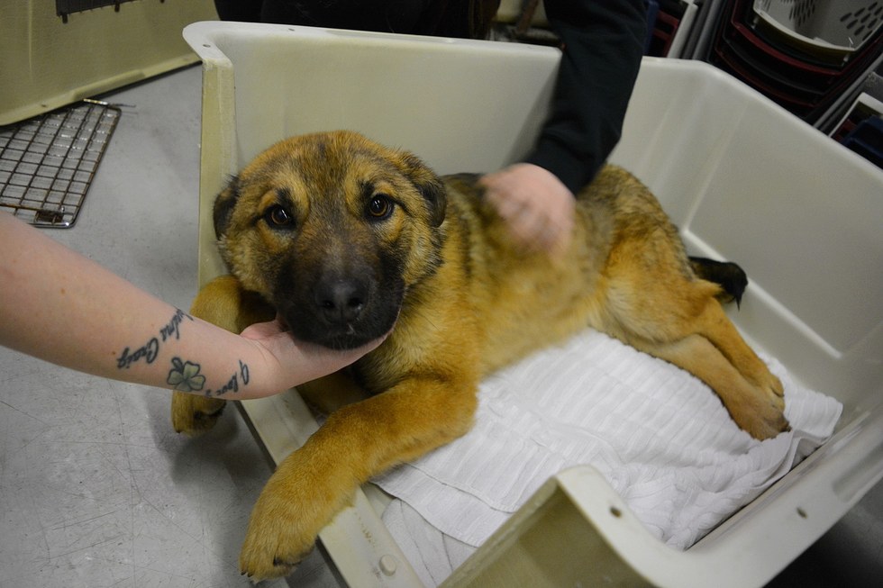 Alberta Animal Rescue Crew Society