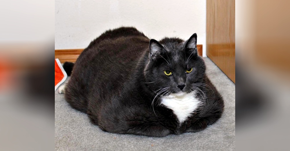 Sheila @love2foster