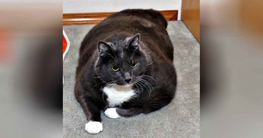 Sheila @love2foster