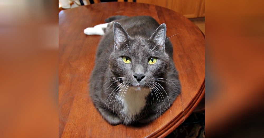 Sheila @love2foster