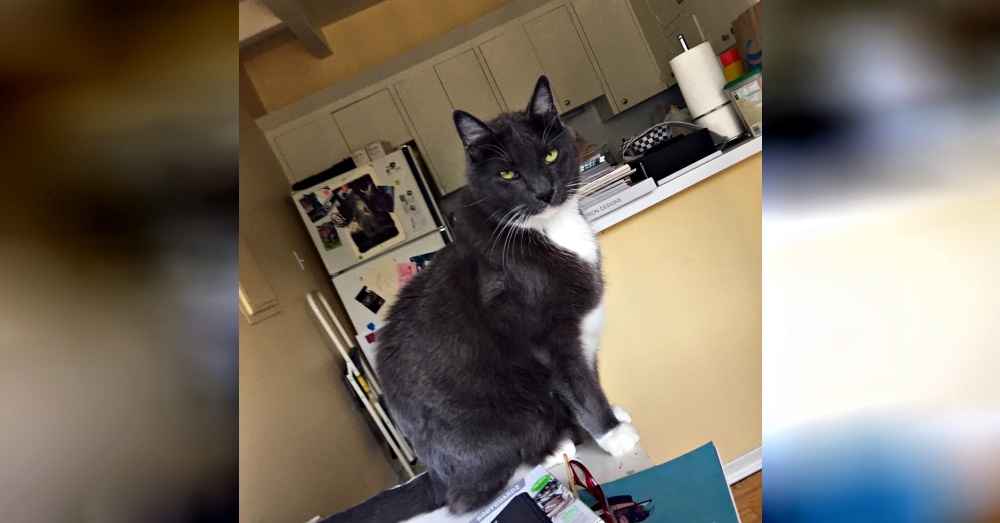 Sheila @love2foster