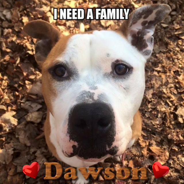 @adoptdawson