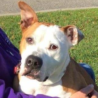 @adoptdawson