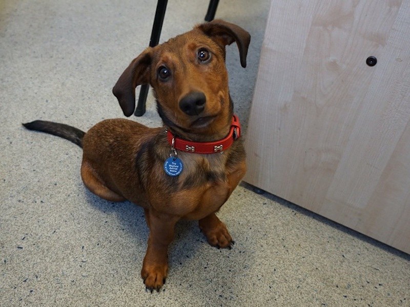 Credit: The Mayhew Animal Home