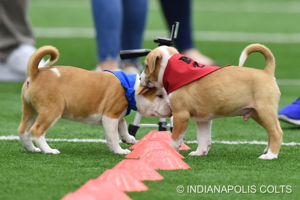 Credit: Indianapolis Colts