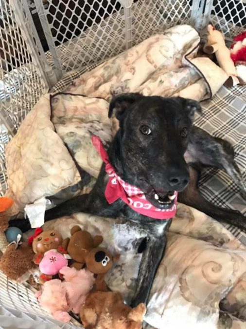 Facebook/New Life Animal Rescue