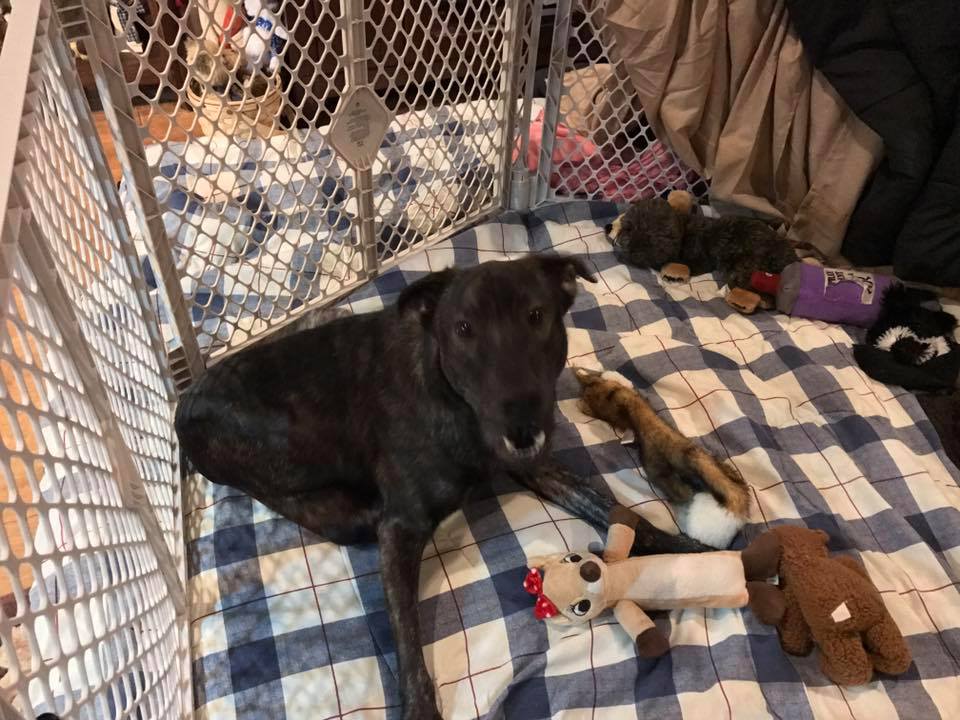 Facebook/New Life Animal Rescue